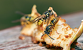 Drei Wespen essen den Überrest eines Apfels.