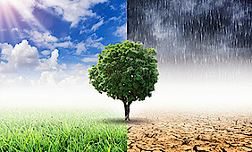 Klimawandel: Das Bild ist viergeteilt und in der Mitte steht ein Baum. Links unten grünes Gras und daneben eine tote Landschaft. Rechts oben bewölkter Himmel mit Sonnenstrahlen, daneben dunkler Gewitterhimmel mit Regen.