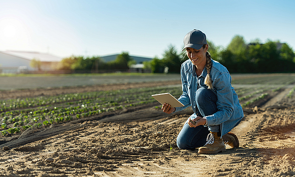 Bauernfrau, die mit Tablet auf dem Kohlfeld arbeitet. Agronomist mit Tablette studieren Kohlernte auf trockenem Feld wachsen. Bild des Klimaschutzkonzepts der Landwirtschaft