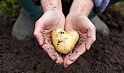 Zwei Hände halten eine Kartoffel in Herzform fest. Die Kartoffel und die Hände sind mit Erde beschmutzt