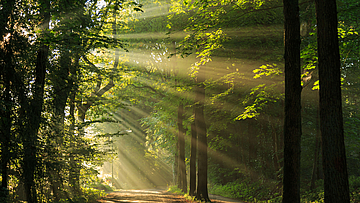 Eine Waldlichtung mit Sonnenstrahlen