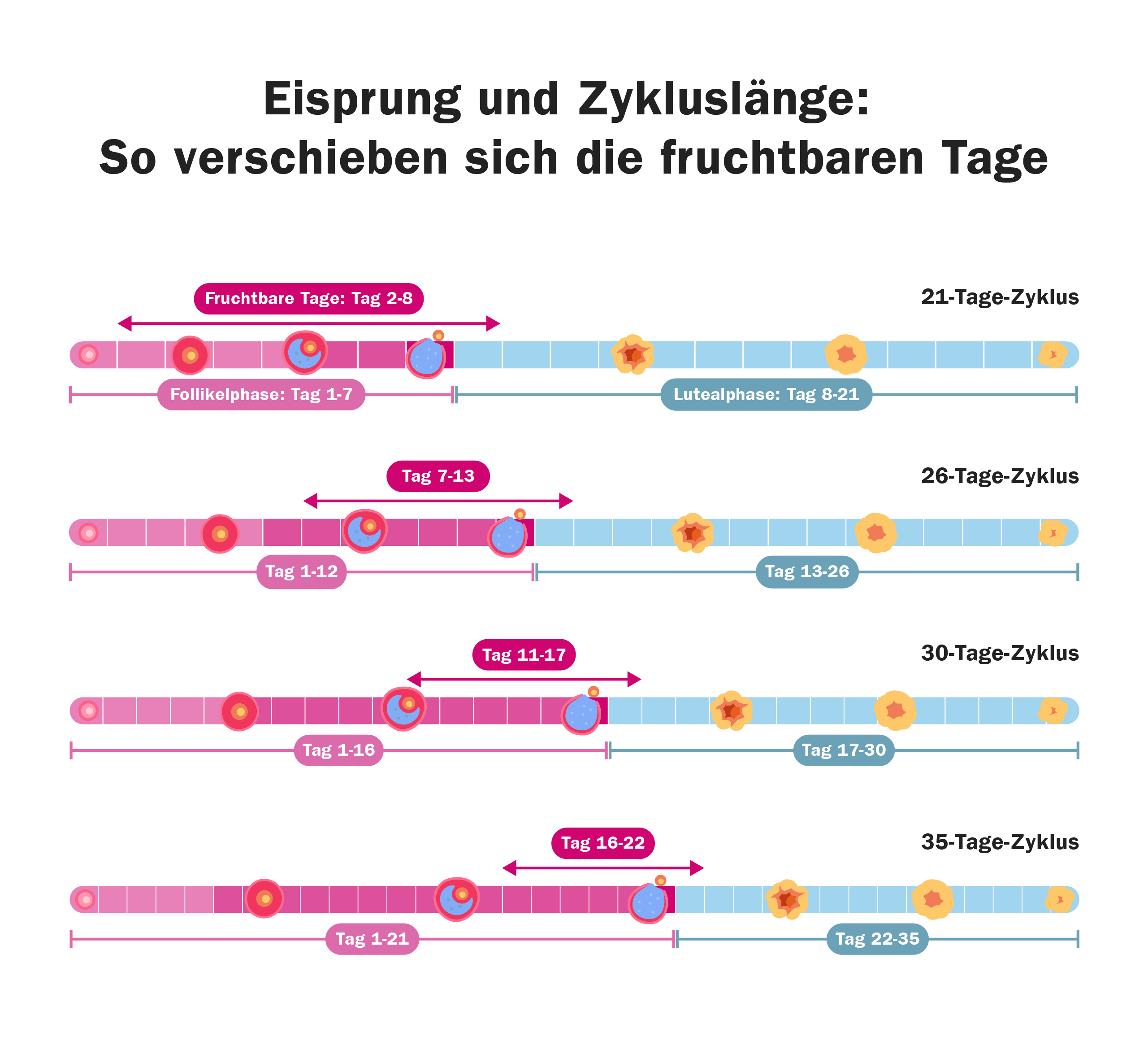 Eisprung bei unterschiedlicher Zykluslänge, wie im Text beschrieben 